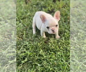 French Bulldog Puppy for Sale in AUSTELL, Georgia USA