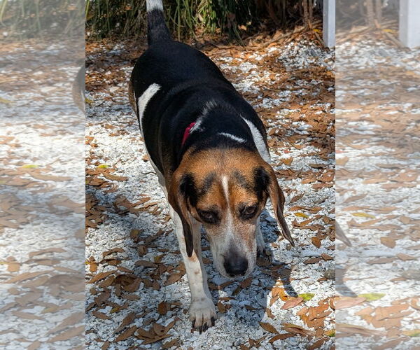 Medium Photo #2 Beagle Puppy For Sale in Dunnellon, FL, USA