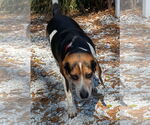 Small #1 Beagle
