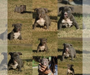 American Bully Puppy for sale in ATLANTA, GA, USA
