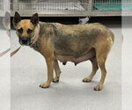 Small #1 Mutt