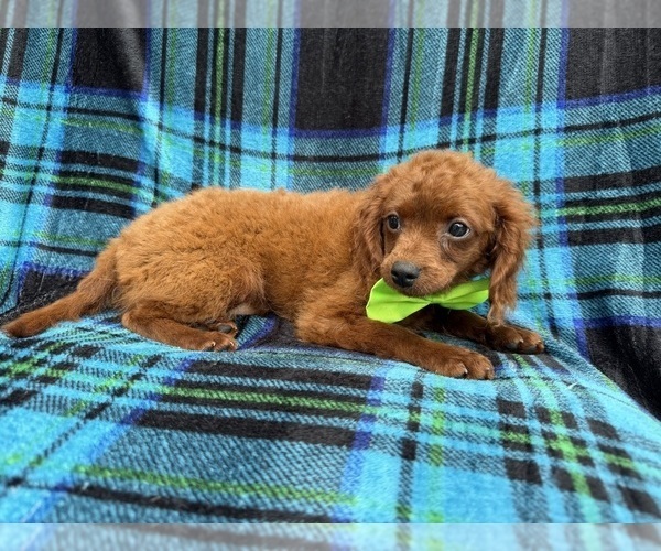 Medium Photo #3 Cavapoo (Miniature) Puppy For Sale in LAKELAND, FL, USA