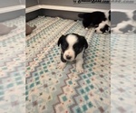 Puppy Aqua Cardigan Welsh Corgi