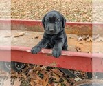 Small Photo #8 Labrador Retriever Puppy For Sale in SPRINGFIELD, MO, USA