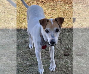 Jack Russell Terrier-Unknown Mix Dogs for adoption in Foristell, MO, USA