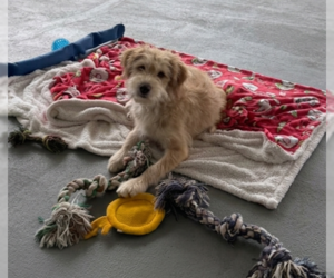 Australian Shepherd-Unknown Mix Dogs for adoption in Genesee, WI, USA