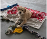 Small Australian Shepherd Mix