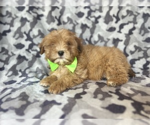 ShihPoo Puppy for sale in LAKELAND, FL, USA