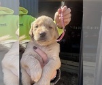 Puppy Dark pink Golden Retriever