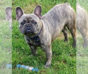 Father of the French Bulldog puppies born on 04/10/2022