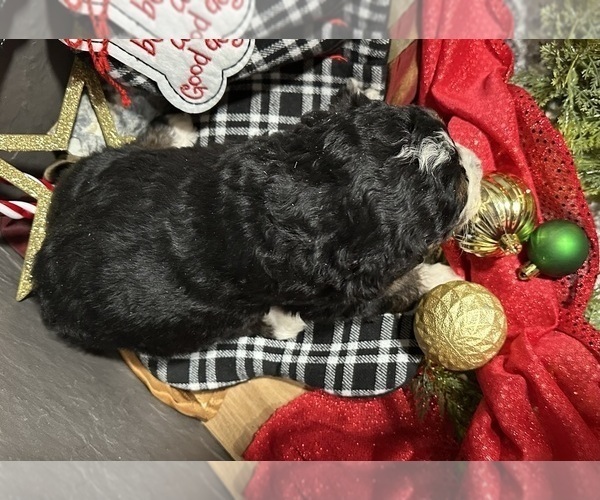 Medium Photo #6 Bernedoodle Puppy For Sale in ATHENS, WI, USA