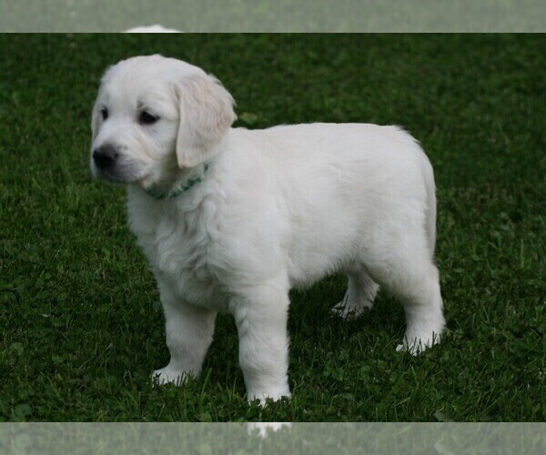 Medium Photo #20 English Cream Golden Retriever Puppy For Sale in MARSHFIELD, WI, USA