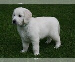 Small Photo #20 English Cream Golden Retriever Puppy For Sale in MARSHFIELD, WI, USA