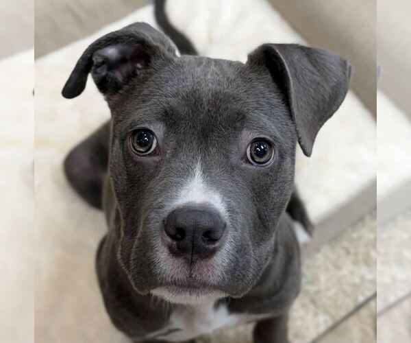 Medium Photo #1 Mutt Puppy For Sale in Jefferson, WI, USA