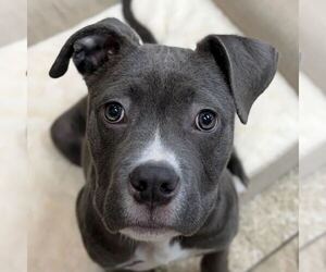 Mutt Dogs for adoption in Jefferson, WI, USA