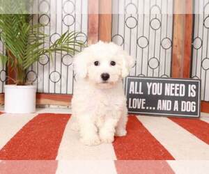 Bichon Frise Puppy for sale in NAPLES, FL, USA