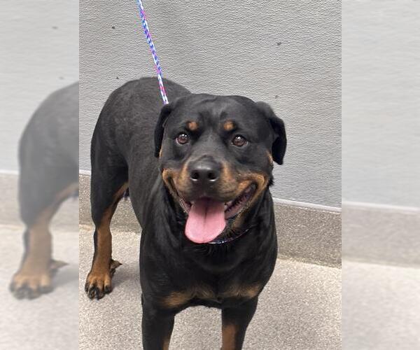 Medium Photo #1 Rottweiler-Unknown Mix Puppy For Sale in Las Vegas, NV, USA