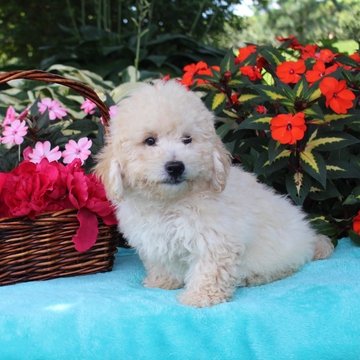 Medium Photo #1 Bichpoo Puppy For Sale in GAP, PA, USA