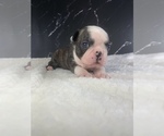 Puppy Jill Boston Terrier