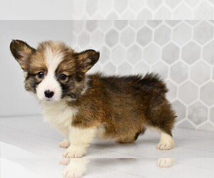 Pembroke Welsh Corgi Puppy for sale in MIDDLEBURY, IN, USA