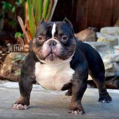 Mother of the American Bully puppies born on 05/14/2017