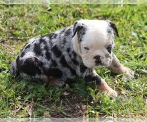 French Bulldog Puppy for Sale in MARSHFIELD, Missouri USA