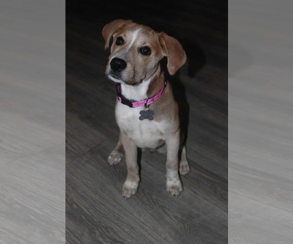 Medium Photo #5 Labrador Retriever-Unknown Mix Puppy For Sale in Holly Springs, NC, USA