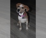 Small #4 Labrador Retriever Mix