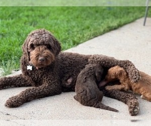 Mother of the Goldendoodle puppies born on 05/08/2022