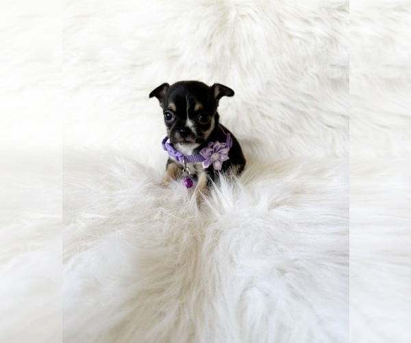 Medium Photo #7 Chihuahua Puppy For Sale in SACRAMENTO, CA, USA