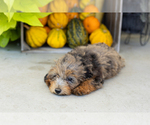 Small #3 Poodle (Miniature)