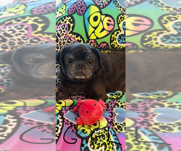 Medium Photo #6 Pug Puppy For Sale in FREDERICKSBURG, VA, USA