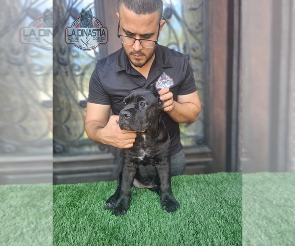 Medium Photo #1 Cane Corso Puppy For Sale in HOUSTON, TX, USA