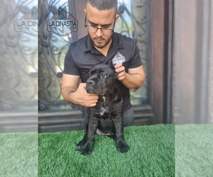 Cane Corso Puppy for Sale in HOUSTON, Texas USA