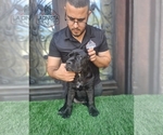 Gamora - Female Cane Corso Puppy for Sale - Small photo