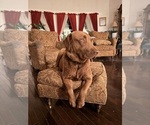 Small Photo #1 Chesapeake Bay Retriever Puppy For Sale in GREELEY, CO, USA