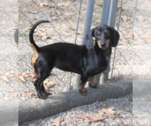 Mother of the Dachshund puppies born on 06/30/2025