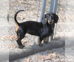 Small Photo #1 Dachshund Puppy For Sale in RATTAN, OK, USA