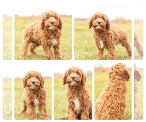 Cavapoo Puppy for sale in MENTONE, IN, USA