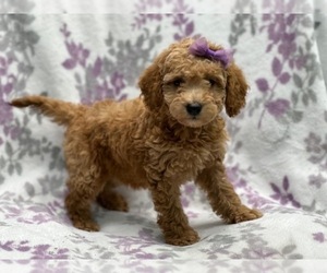 Goldendoodle (Miniature) Puppy for sale in LAKELAND, FL, USA