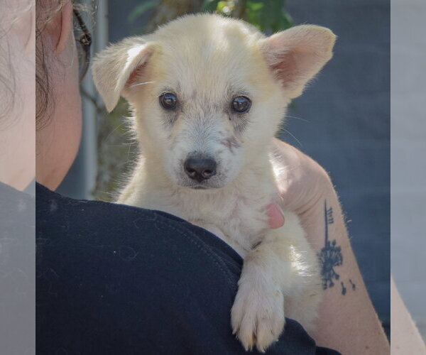 Medium Photo #5 Gerberian Shepsky Puppy For Sale in Huntley, IL, USA