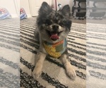 Oreo - Male Pomeranian Puppy for Sale - Small photo