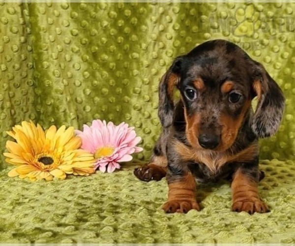 Medium Photo #1 Dachshund Puppy For Sale in CHICAGO, IL, USA