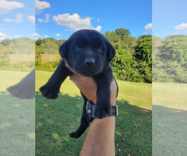 Medium Photo #7 Labrador Retriever Puppy For Sale in CONNELLYS SPRINGS, NC, USA