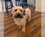 Small #4 Havanese Mix