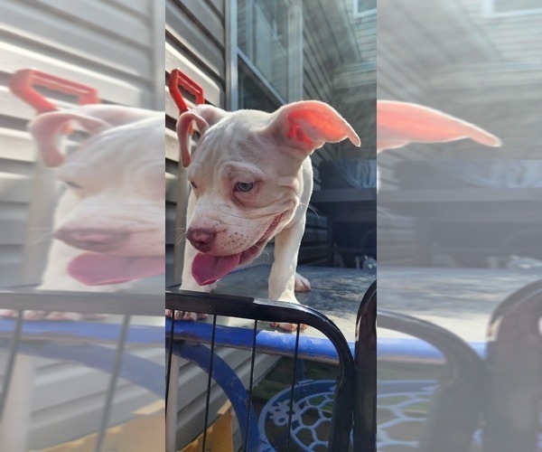 Medium Photo #17 American Bully Puppy For Sale in HARRISBURG, PA, USA