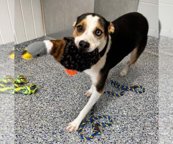 Medium Photo #2 Mutt Puppy For Sale in Shelburne, VT, USA