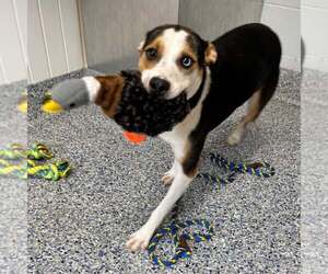 Lyra - Female Mutt Dog for Adoption - Photo #2