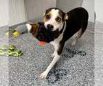 Small Photo #2 Mutt Puppy For Sale in Shelburne, VT, USA