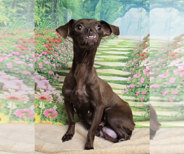 Medium Photo #1 Chihuahua-Unknown Mix Puppy For Sale in Lakewood, CO, USA